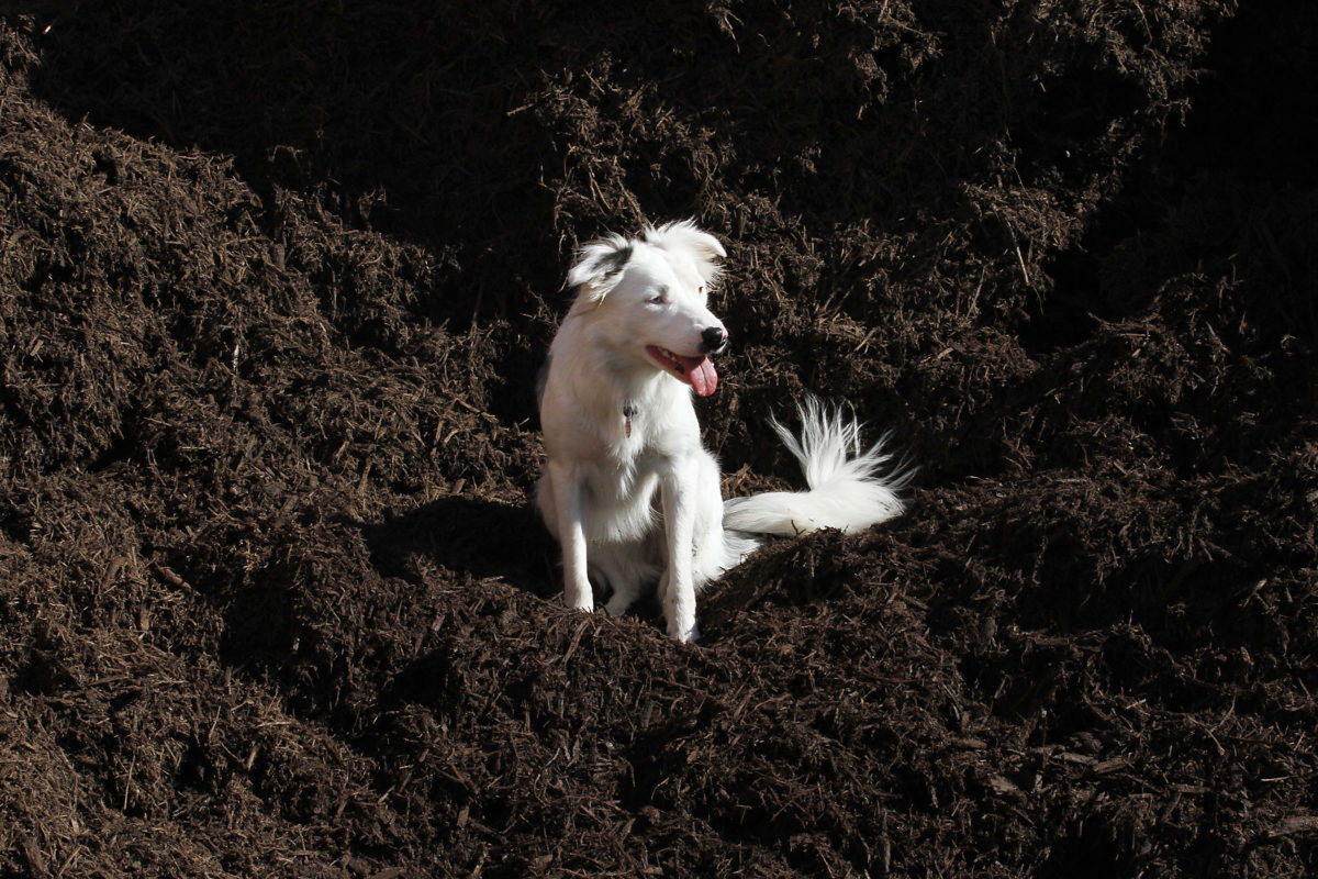 stone garden mascot white border collie dog on pile of fresh brown mulch