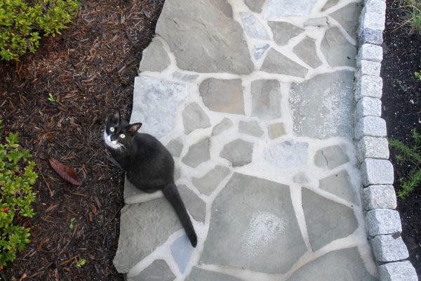 black and white cat sitting on a gray flagstone pathway edged in granite boulder blocks in a garden