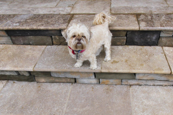 small dog standing on stone travertine steps in a backyard garden