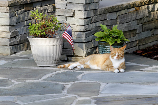 marmalade cat lying on a flagstone patio by a stone wall, potted plants, and an American flag