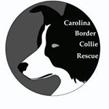 border collie dog logo