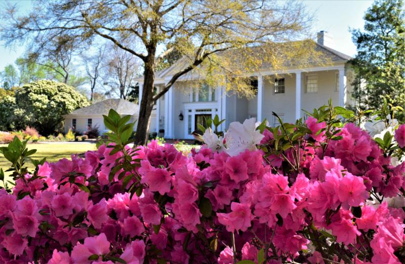 pink and white azaleas in the garden of a historic home in wilmington north carolina