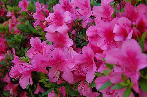bright pink azalea flowers