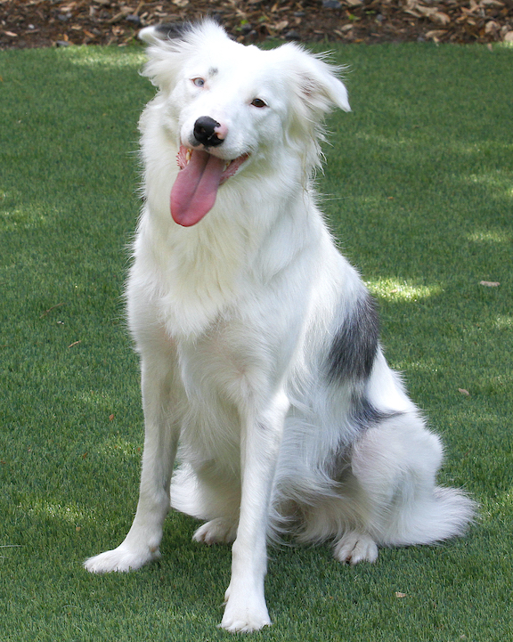 stone garden mascot gray and white border collie dog sitting on a green lawn