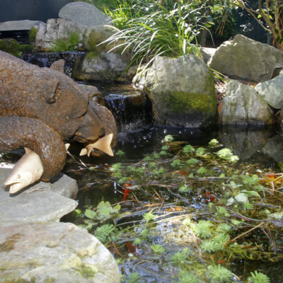 Bear Fish Garden Art Sculpture by a Stone Pond with Koi fish