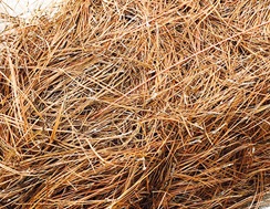 loose pine straw for mulch