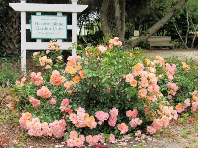 Harbor Island Garden Club sign by a rose bush in full bloom
