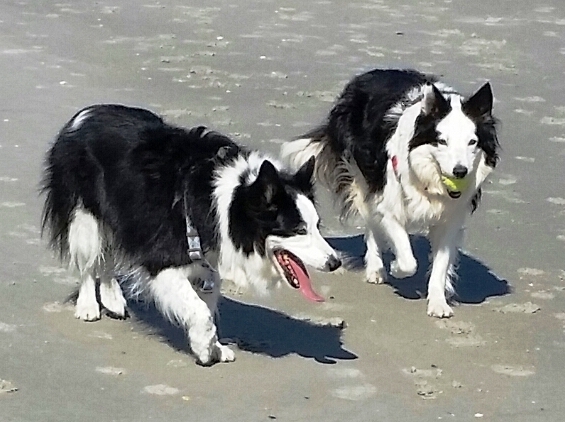 two black and white border collie dogs walking on the beach