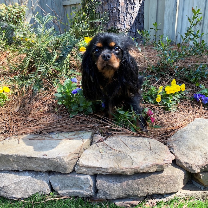 dog sitting in stone raised garden with pine straw and flowers